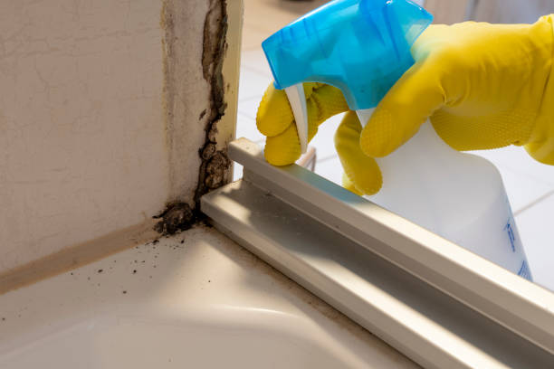 Best Mold Cleaning Services  in Gregory, SD