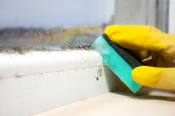 Certified Mold Removal in Gregory, SD