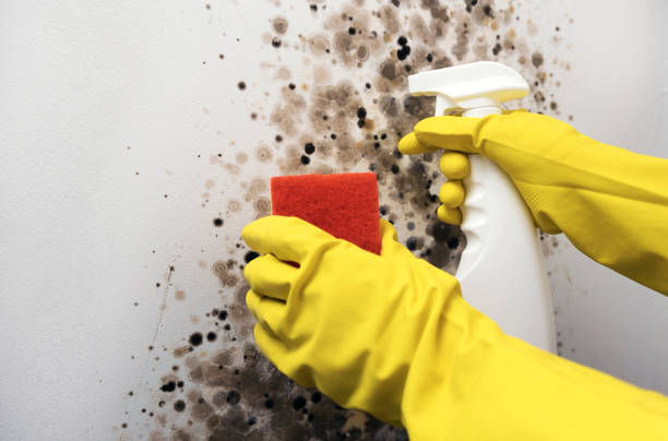 Best Affordable Mold Removal  in Gregory, SD