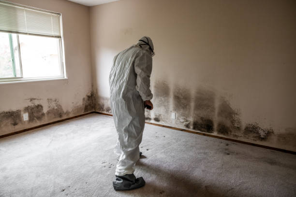 Best Best Mold Removal Companies  in Gregory, SD