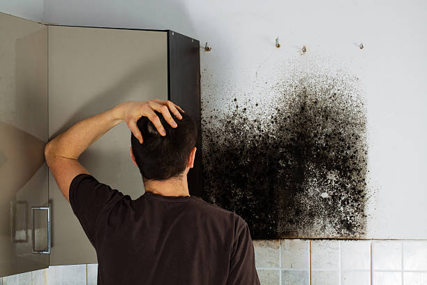 Best Black Mold Removal  in Gregory, SD