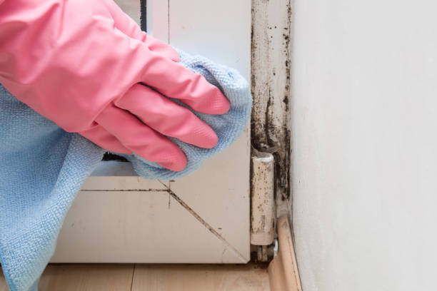 Best Commercial Mold Removal  in Gregory, SD